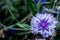 Centaurea cyanus cornflowers beautiful blue flowers