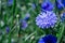 Centaurea cyanus cornflowers beautiful blue flowers