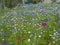 Centaurea cyanus and Cosmos in flower meadow