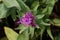 Centaurea davidovii, Compositae