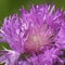 Centaurea dealbata or whitened cornflower, decorative flower in a flower bed