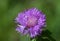 Centaurea dealbata or whitened cornflower, decorative flower in a flower bed