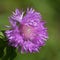 Centaurea dealbata or whitened cornflower, decorative flower in a flower bed