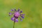 Centaurea depressa , Iranian knapweed flower