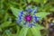 Centaurea flower