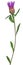 Centaurea flower