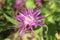 Centaurea flower in the meadow, closeup