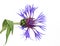 Centaurea isolated blue annual  flower cornflower