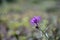 Centaurea jacea brown knapweed or brownray knapweed