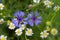 Centaurea and mayweed meadow