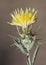 Centaurea melitensis Maltese starthistle small yellow thistle with long thorns and almost shrubby bearing