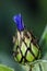 Centaurea Montana dark blue flower with small ants