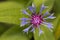 Centaurea montana flower