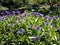 Centaurea Montana flowers in the park.