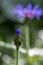 Centaurea montana mountain perennial cornflower in bloom, flowering ornamental blue plant