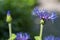 Centaurea montana mountain perennial cornflower in bloom, flowering ornamental blue plant