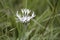 Centaurea montana. Perennial Cornflower Centaurea montana, also known as Mountain Cornflower, in flower.