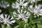 Centaurea montana perennial mountain cornflower in bloom, cultivated snowy white montane knapweed bluet alba flowering plant