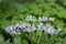 Centaurea montana perennial mountain cornflower in bloom, cultivated snowy white montane knapweed bluet alba flowering plant