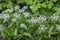 Centaurea montana perennial mountain cornflower in bloom, cultivated snowy white montane knapweed bluet alba flowering plant