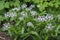 Centaurea montana perennial mountain cornflower in bloom, cultivated snowy white montane knapweed bluet alba flowering plant