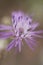 Centaurea nigrescens flower