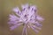 Centaurea nigrescens flower