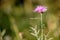 Centaurea Phrygia L. Subspecies Pseudophrygia