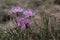 Centaurea stoebe