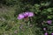 Centaurea stoebe Spotted knapweed blossom