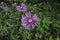 Centaurea stoebe Spotted knapweed blossom