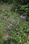Centaurea stoebe Spotted knapweed blossom