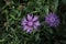 Centaurea stoebe Spotted knapweed blossom