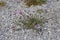 Centaurea stoebe subsp. australis - Wild plant shot in the summer.