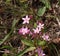 Centaurium erythraea is a species of flowering plant known by the common names common centaury and European centaury