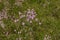 Centaurium pulchellum in bloom