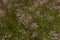 Centaurium pulchellum in bloom