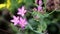 Centaurium spicatum Schenkia spicata pink wild flowers in nature