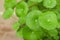 Centella Asiatic plant has many benefits.