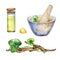 Centella asiatica, essential oils, wooden branch watercolor illustration isolated on white. Stone mortar, pestle gotu