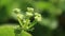 Centella asiatica are growing