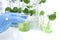 Centella asiatica leaves and green water in biological test tubes