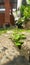 Centella asiatica shrubs medicinal herbs