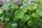 Centella asiatica Urban on concrete after rain - green leaf