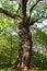 Centenarian oak tree low angle view