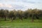 Centenarian olive tree in a wood