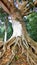 Centenarian tree, big tree with large trunk and big roots above the ground closeup view