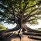 Centenarian Tree with Towering Trunk and Exposed Roots