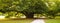 Centenary linden tree