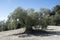 Centenary olive tree, in the fields of Andalusia